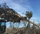 Grapple lifting up root